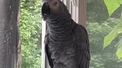 his parrot is hilarious can't stop laughing! 😂😂😂