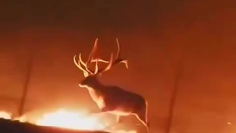Wildfire Aftermath: What Happens to the Animals?