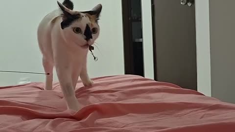 🚗 I Have a Car! Watch This Animal's Wild Ride | FunFM