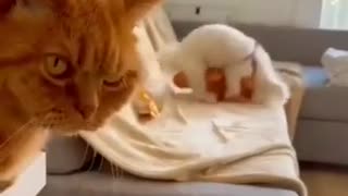 😂🐈 Cat's Opinion is Obvious! | FunFM