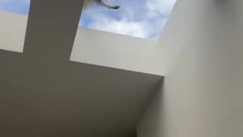 A thirsty coyote comes to drink on the roof of the house
