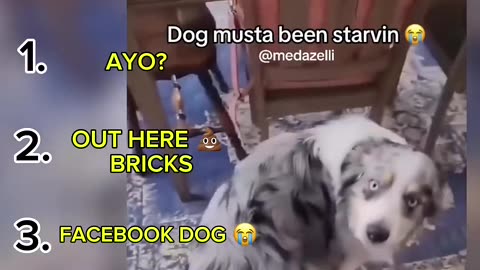 goofy dog moments