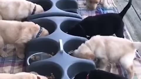 Adorable Kittens_ A Purrfectly Playful