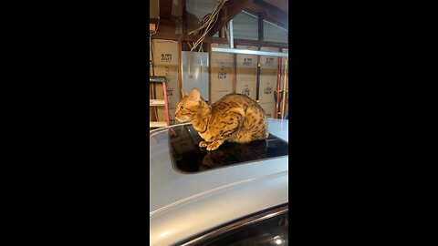 Bengal kitty