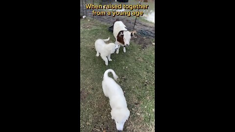 Helping our Great Pyrenees build bonds with the livestock they are trained protect.