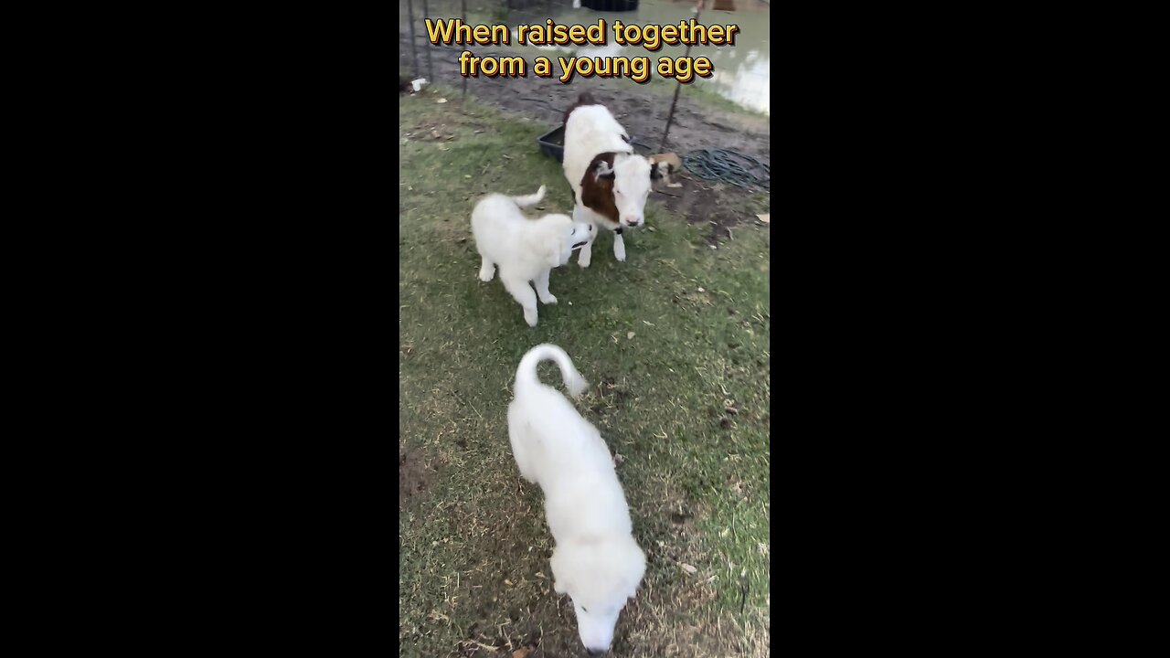 Helping our Great Pyrenees build bonds with the livestock they are trained protect.