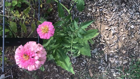 Zinnias in our garden the color pink