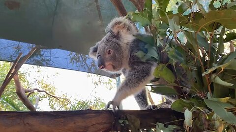 Australian koala 🐨
