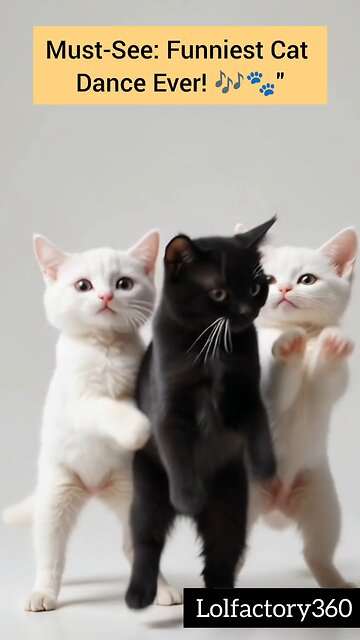 These Cats Got Rhythm – You Won’t Believe Their Steps!😯