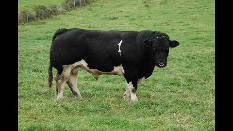Bulls