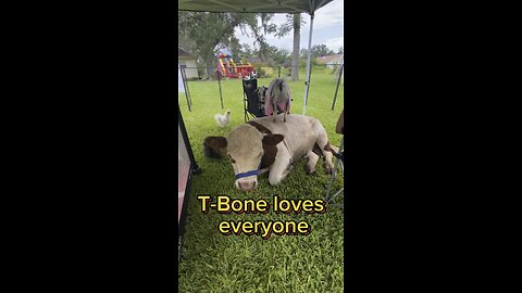 T-Bone, the mini bull loves everyone and every animal! He is so chill!
