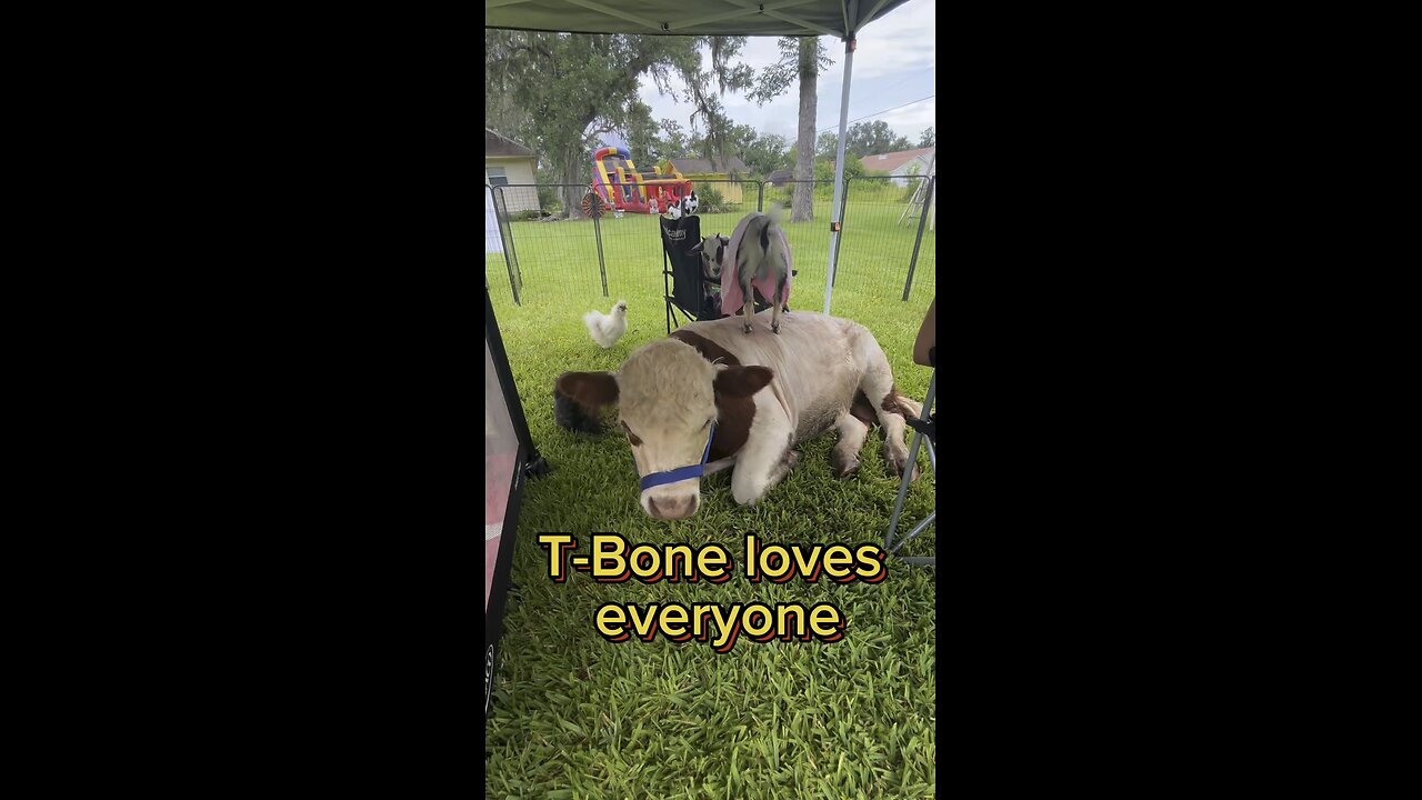 T-Bone, the mini bull loves everyone and every animal! He is so chill!