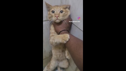 cat sawar