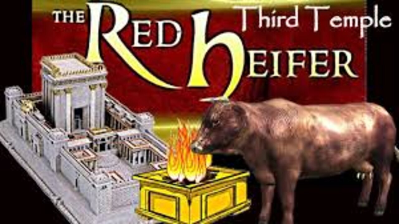 WE ARE THE 3RD TEMPLE: THE TRUE UNDERSTANDING (red heifer)