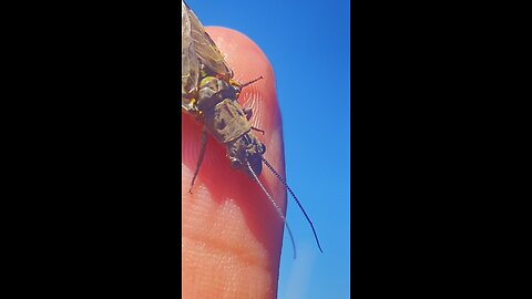 What Species is This?