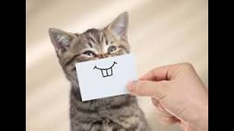 🐱 “Funniest Cat Moments You’ll See Today”