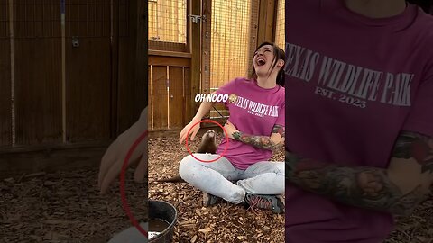 The Animals #funnyanimals #animals #pets #shorts