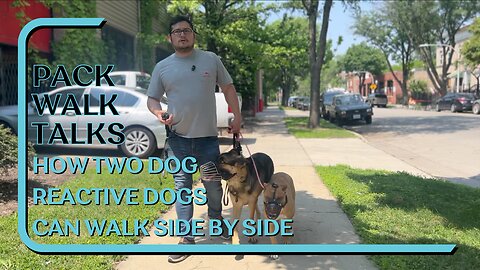 How Two Dog Reactive Dogs Can Walk Side By Side Despite Tension During Introduction Pack Walk Talks