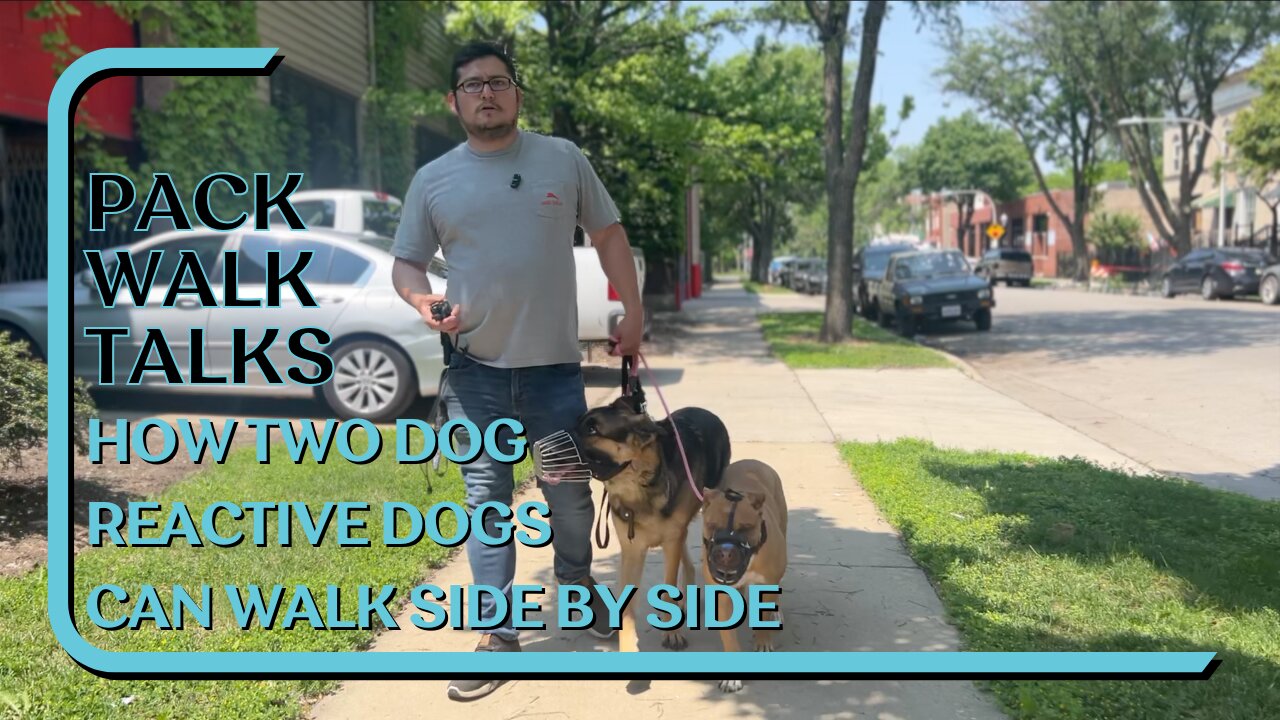 How Two Dog Reactive Dogs Can Walk Side By Side Despite Tension During Introduction Pack Walk Talks