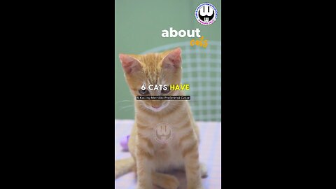 Fascinating Facts About Cats – Secrets of Your Feline Friend - Part 1