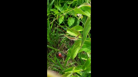 red bug 2of3