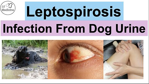 Leptospirosis (Infection from Dog Urine) | Where You Get Infected, What Happens, How It’s Dealt With