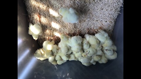 More chicks￼
