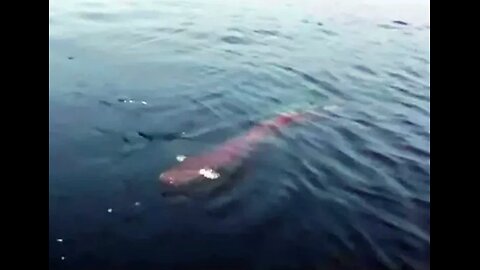 Sun Moon Lake Monster