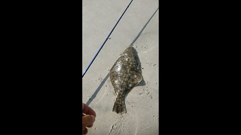 16 inch fluke....