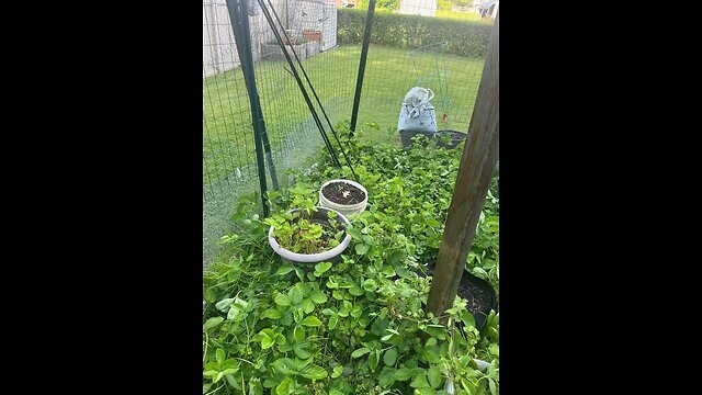 Chaos Gardening