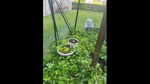 Chaos Gardening