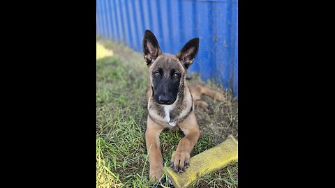 Dave, Desi, Fox, and Ava have joined the canine unit of Minsk National Airport