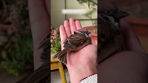 The guy saved a frozen sparrow from the snow and they became friends