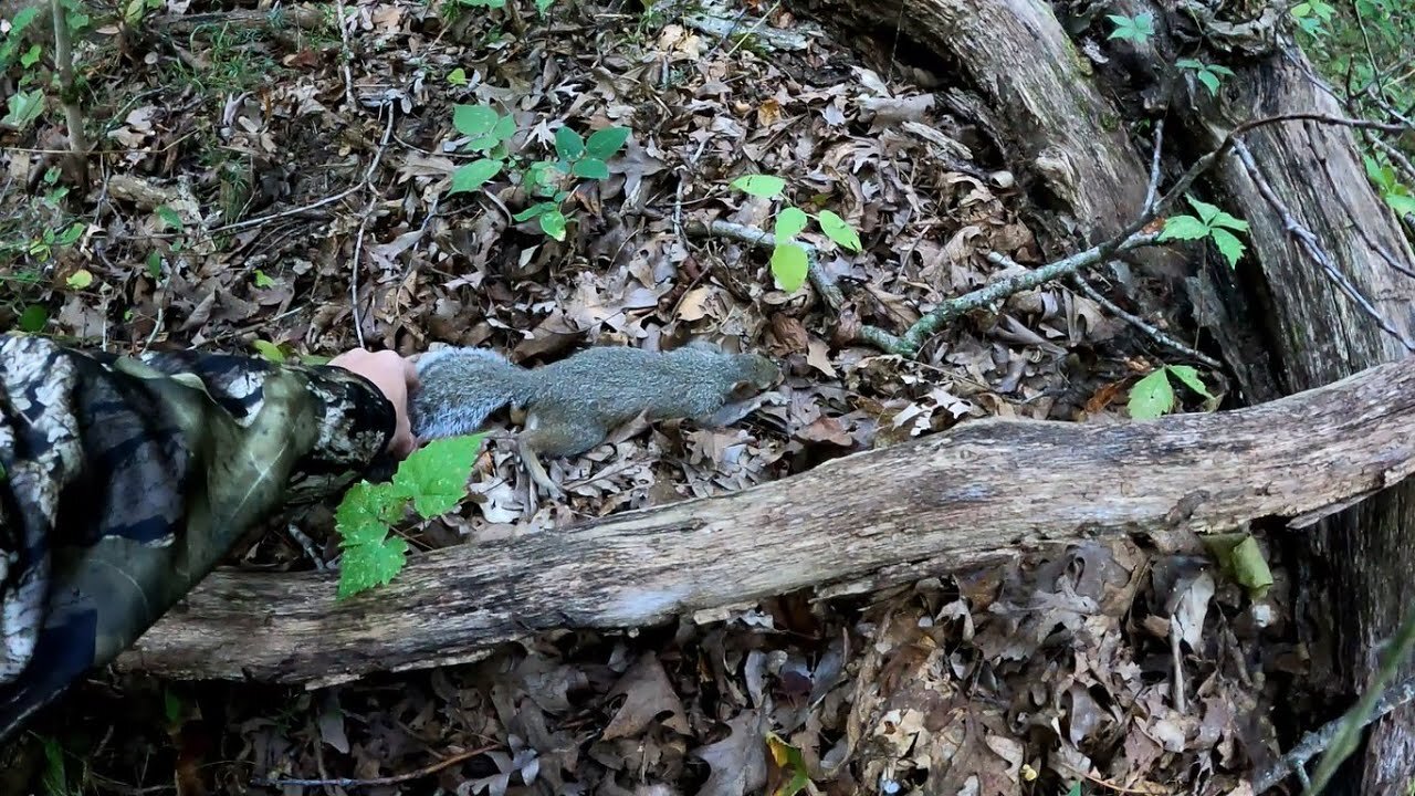 Squirrel Hunting At Sugar Creek