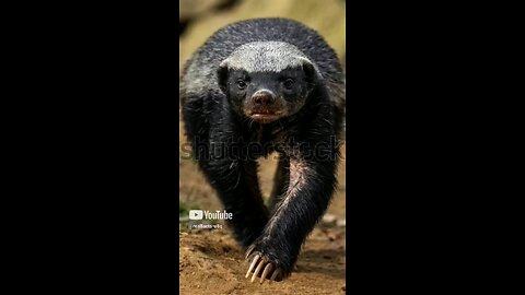 Hard life of Honey badger
