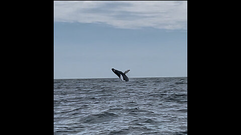 Humpback Whale Breaching Off Montauk