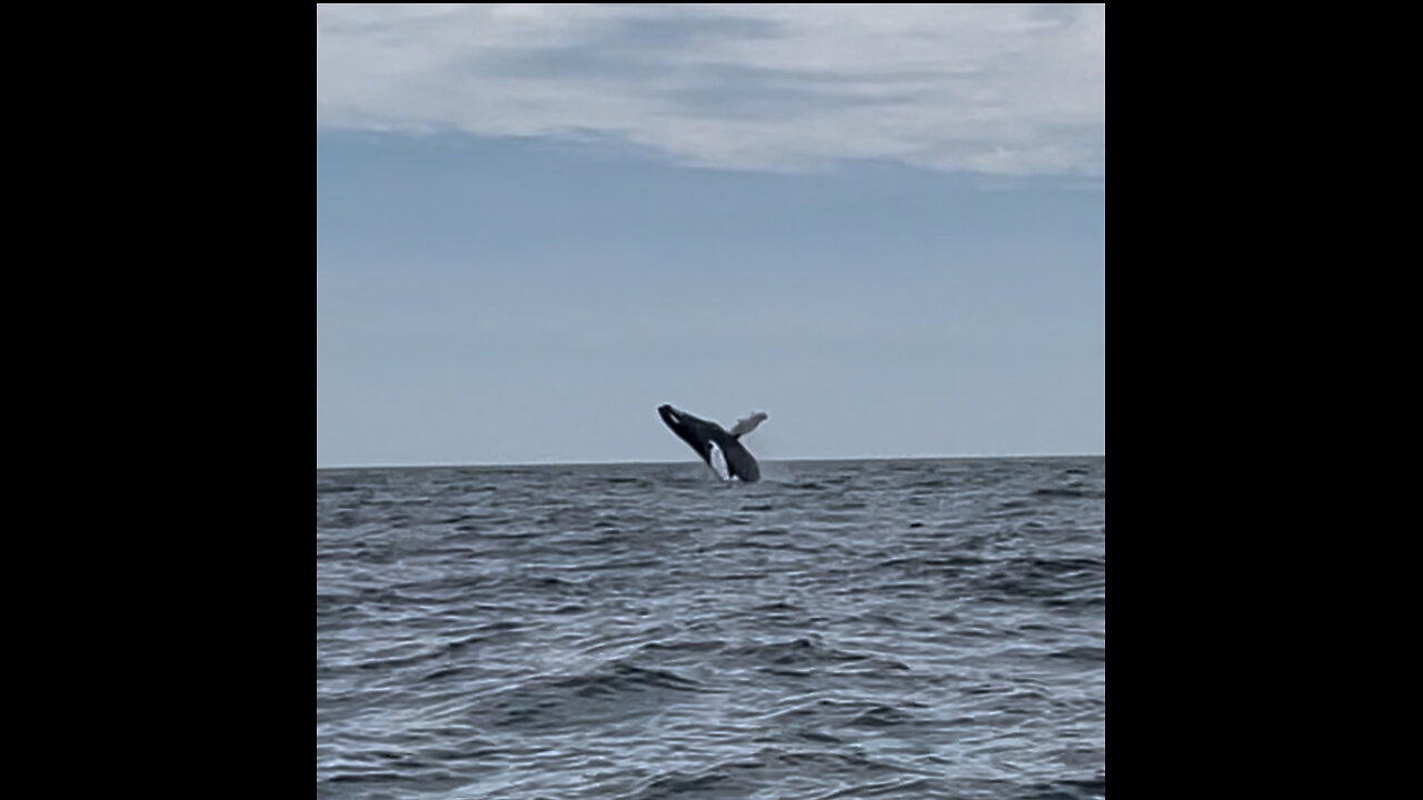 Humpback Whale Breaching Off Montauk