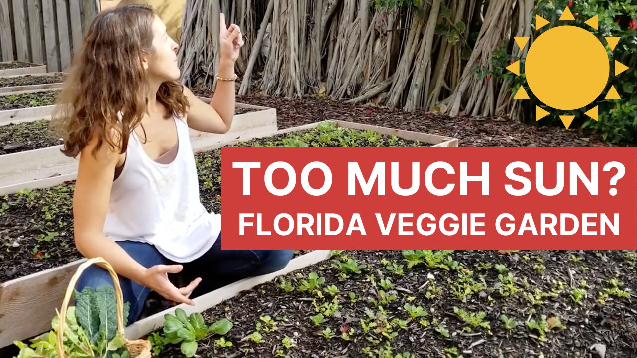 How Much Sun Do I Need to Grow Vegetables in Florida?
