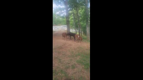 Shorthorn Plus heifers 2025.