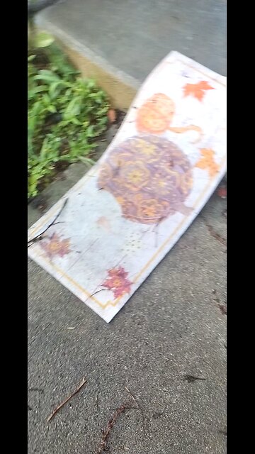 What kind of Spider is this?