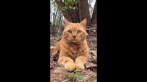 Meditation in nature.