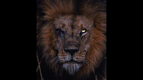 Dangrous Lion