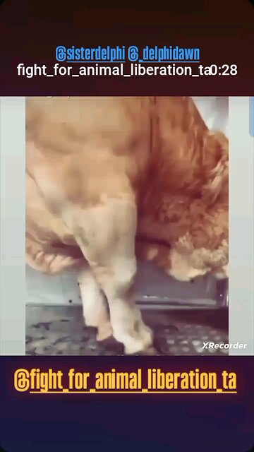 They're NOT OBJECTS 💔 Objects Don't Tremble and Cry 💔