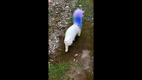 funny cat