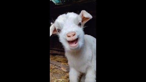 whatch this funny goat