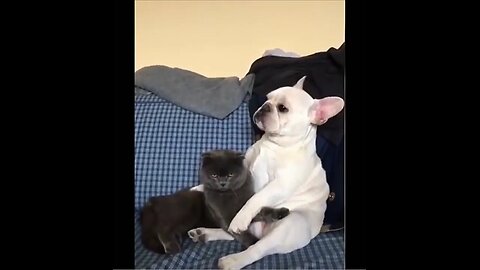 Top Funny Cats Compilation - Hilarious Animal Clips!