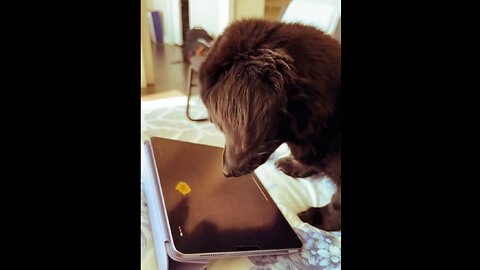 Puppy Playing Mobile Game – Funniest Thing Ever! 🤣🐾"