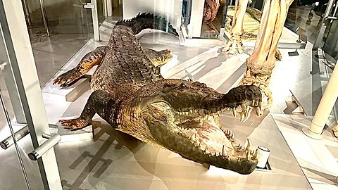 Kanto Crocodile
