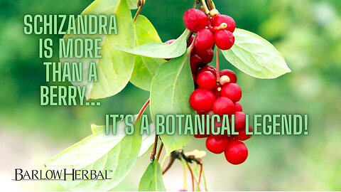 The Health Benefits of Schizandra