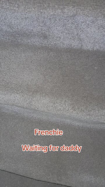 Frenchie waits for daddy